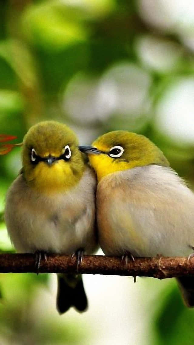 Bird iPhone, vibrant yellow-eyed birds, lush green forest, SD Phone Wallpaper