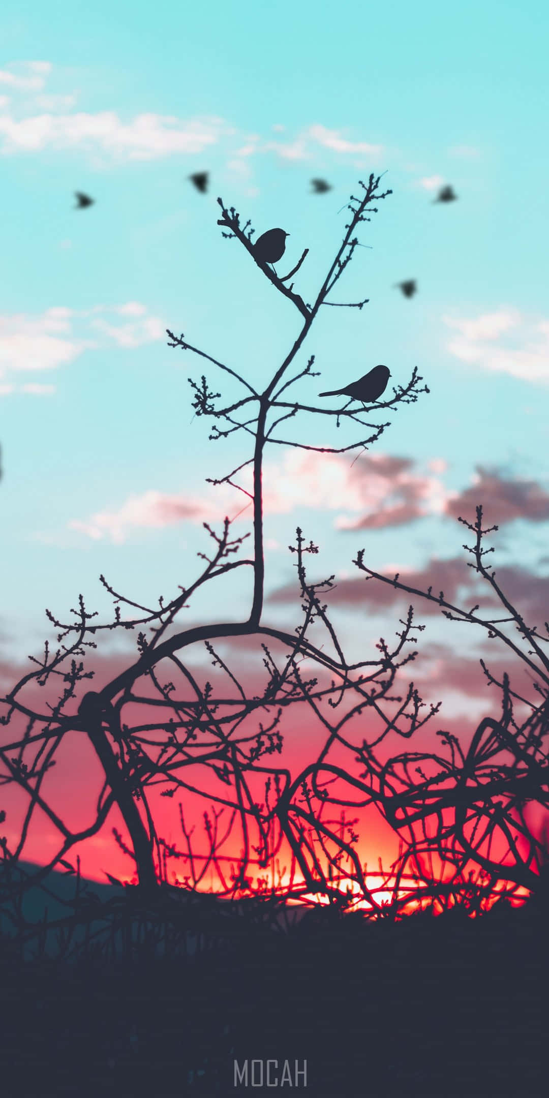 Bird iPhone, silhouette, sunset sky, Full HD Phone Wallpaper