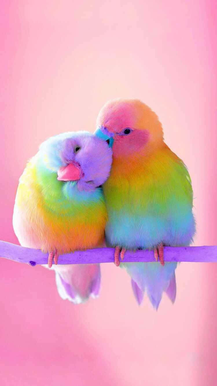 Rainbow Bird iPhone, lovebirds, purple branch, HD Phone Wallpaper