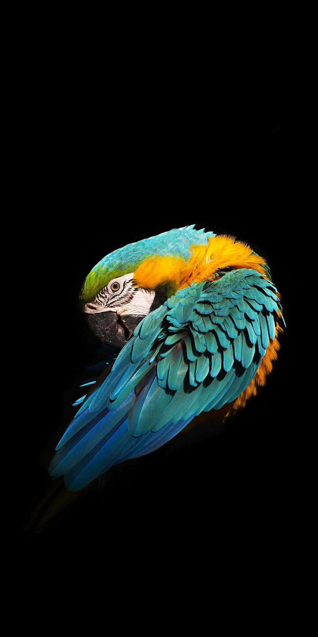 macaw, blue-and-yellow, black background, Full HD Phone Wallpaper