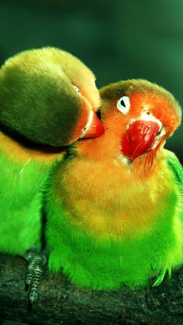 Bird iPhone, lovebirds, branch, HD Phone Wallpaper