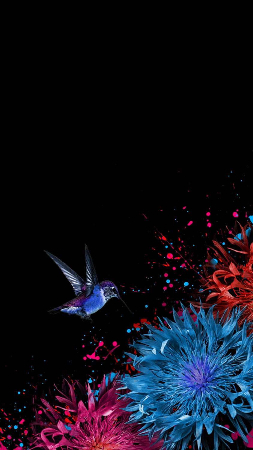 Bird iPhone, hummingbird, electric blue, HD Phone Wallpaper