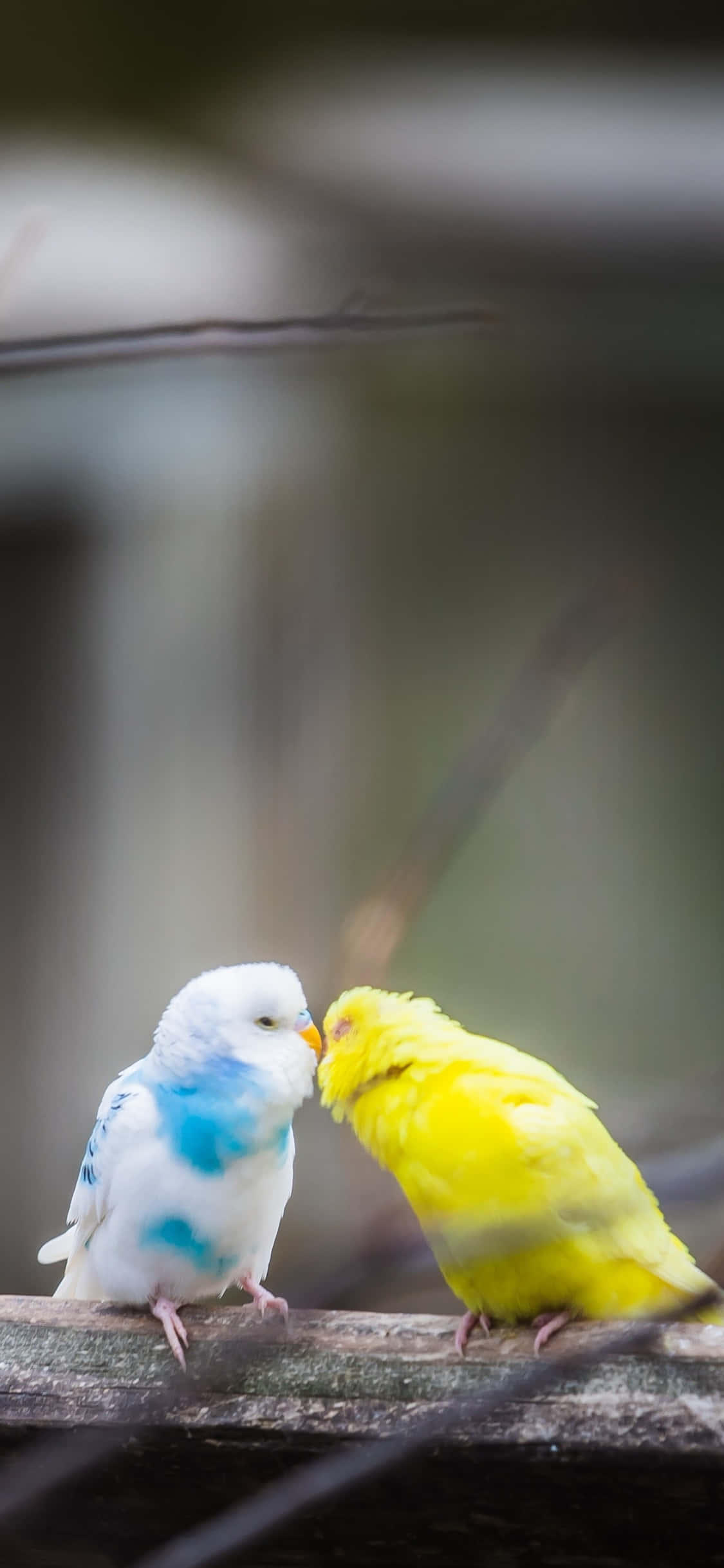 Bird iPhone, budgerigars, white with blue patches, Full HD Phone Wallpaper