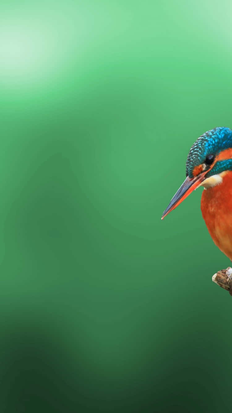 kingfisher, branch, soft green gradient background, HD Phone Wallpaper