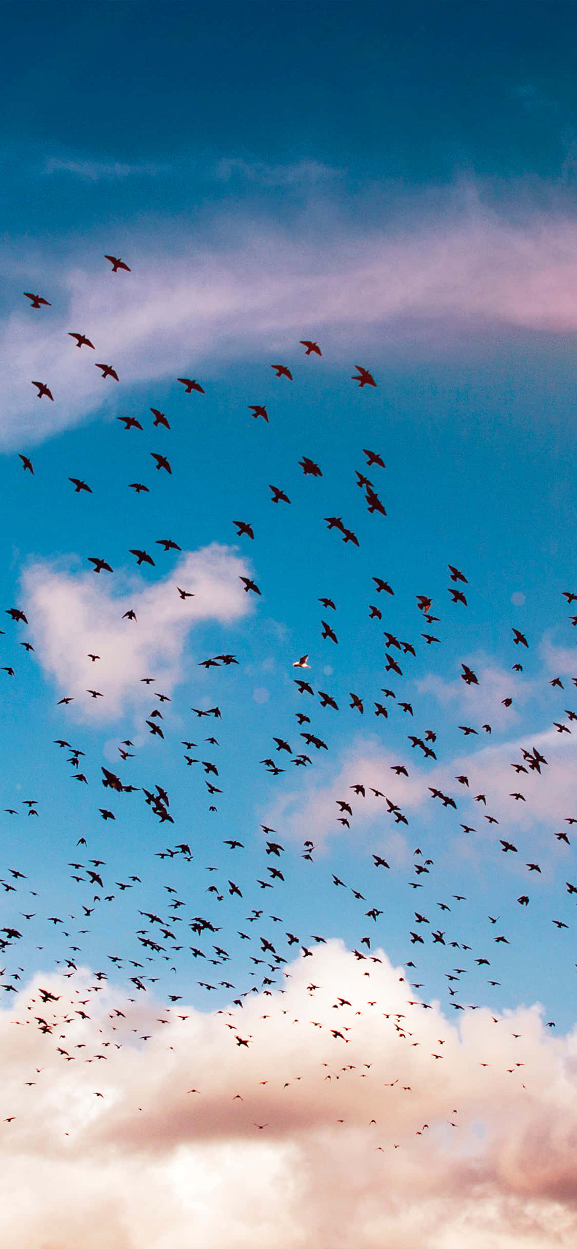 Bird iPhone, sunset, vibrant blue sky, Full HD Phone Wallpaper