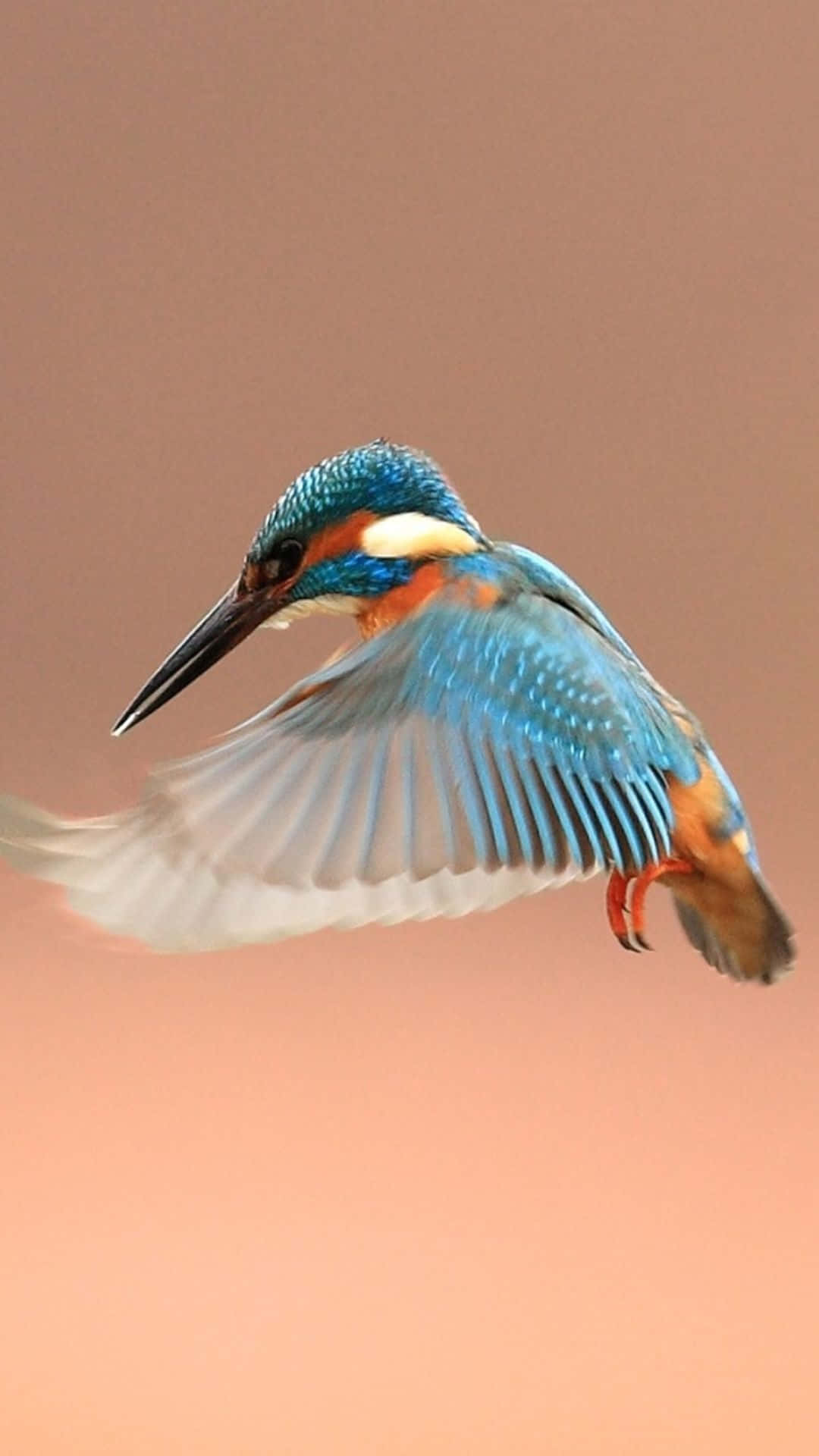 kingfisher, mid-flight, wings blurred by motion, Full HD Phone Wallpaper