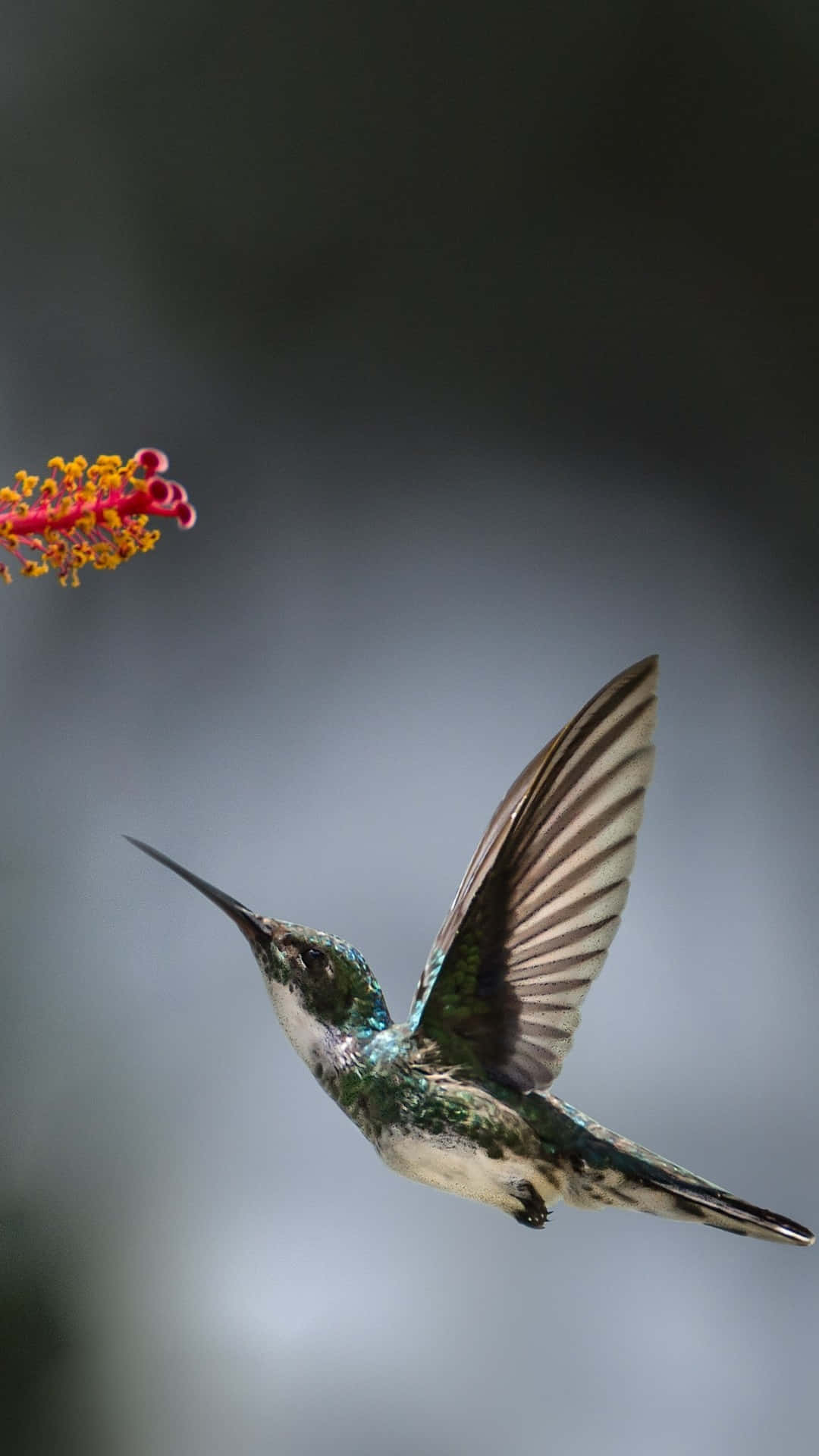 hummingbird, vibrant red flower, soft gray background, Full HD Phone Wallpaper