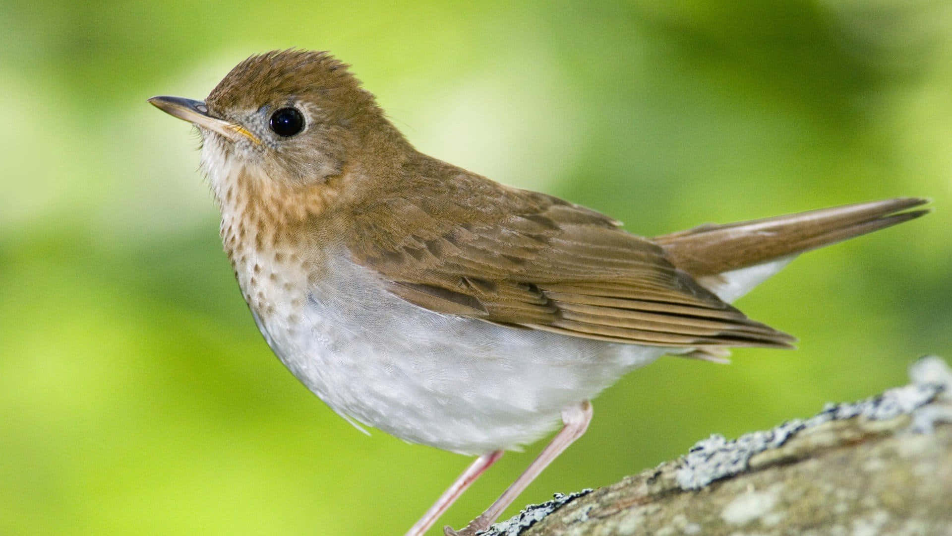 Brown Bird, mossy branch, soft green blurred background, Full HD Desktop Wallpaper