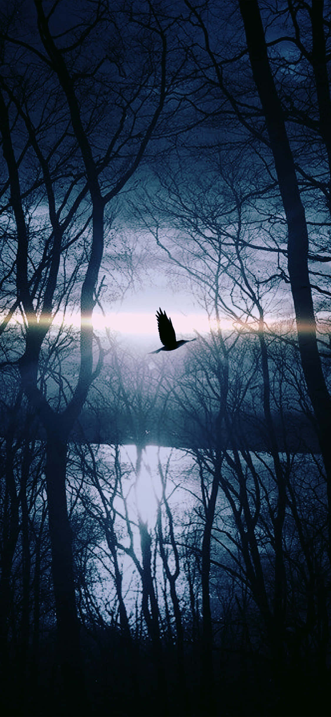 Bird iPhone, twilight forest, sun rays, Full HD Phone Wallpaper