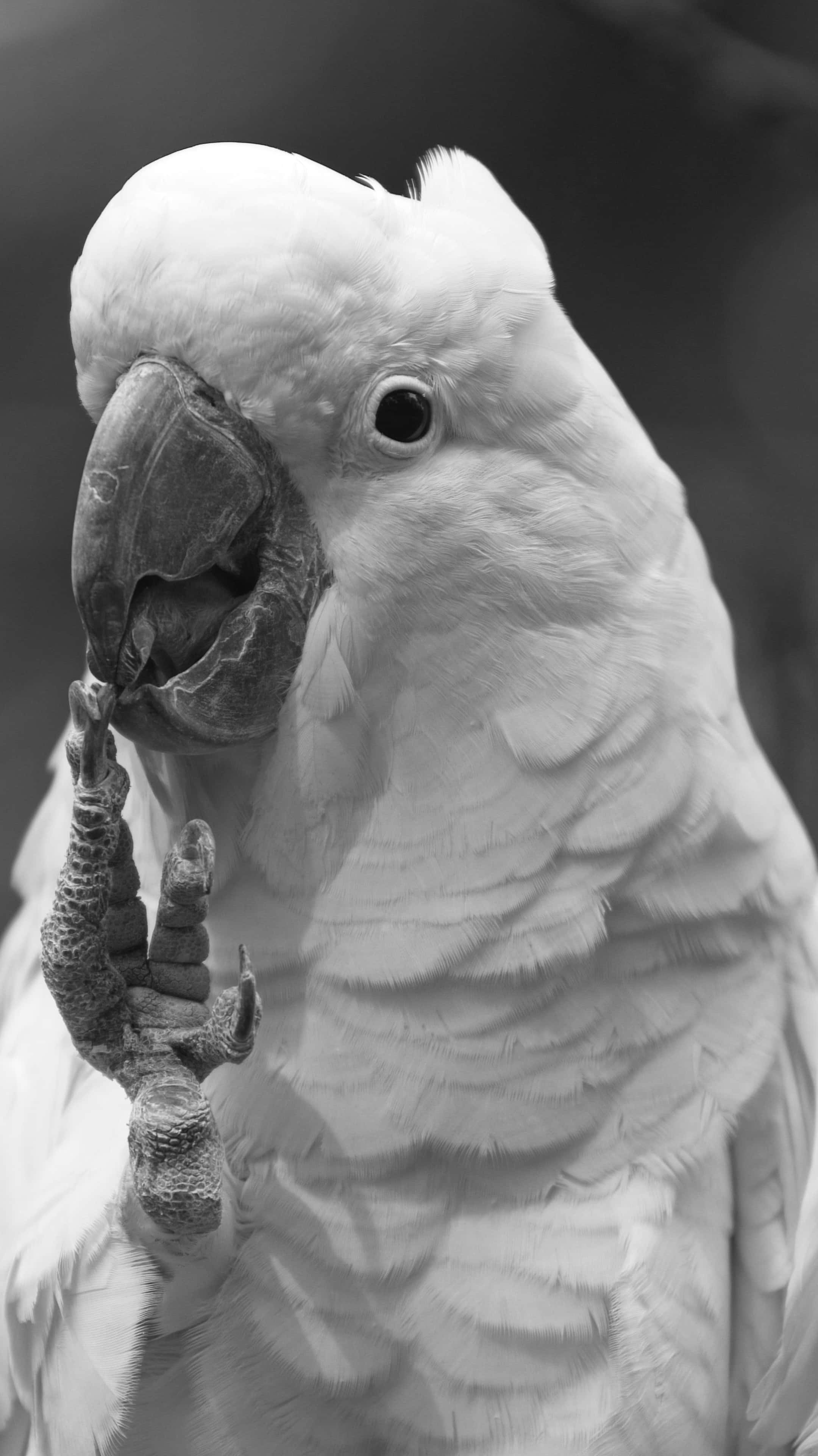 white cockatoo, black and white, close-up, 4K Phone Wallpaper