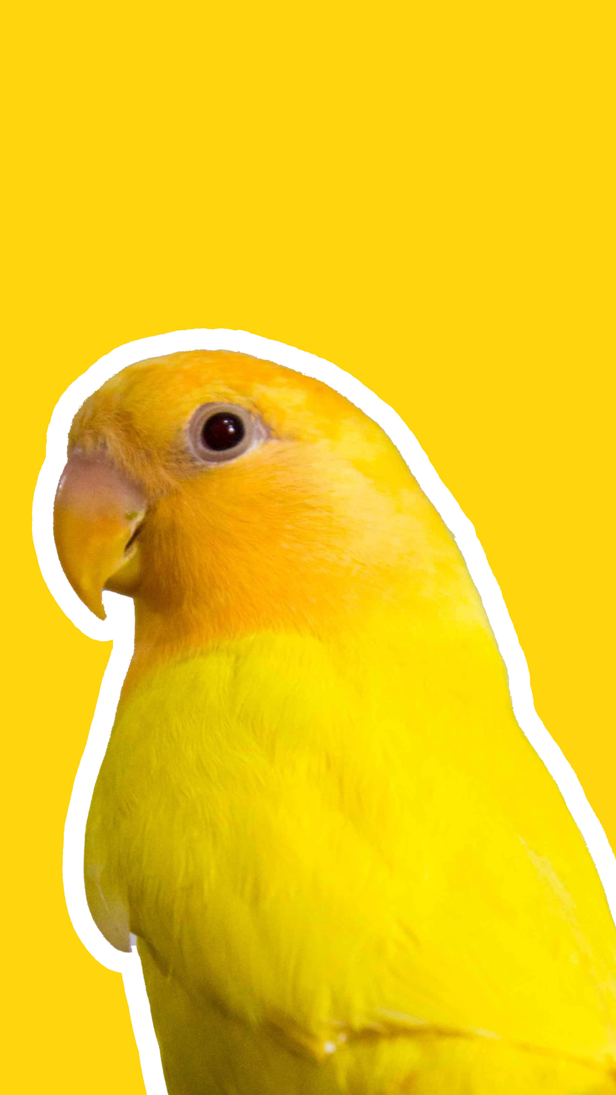 cute yellow parrot, vibrant yellow lovebird, white outline, 4K Phone Wallpaper