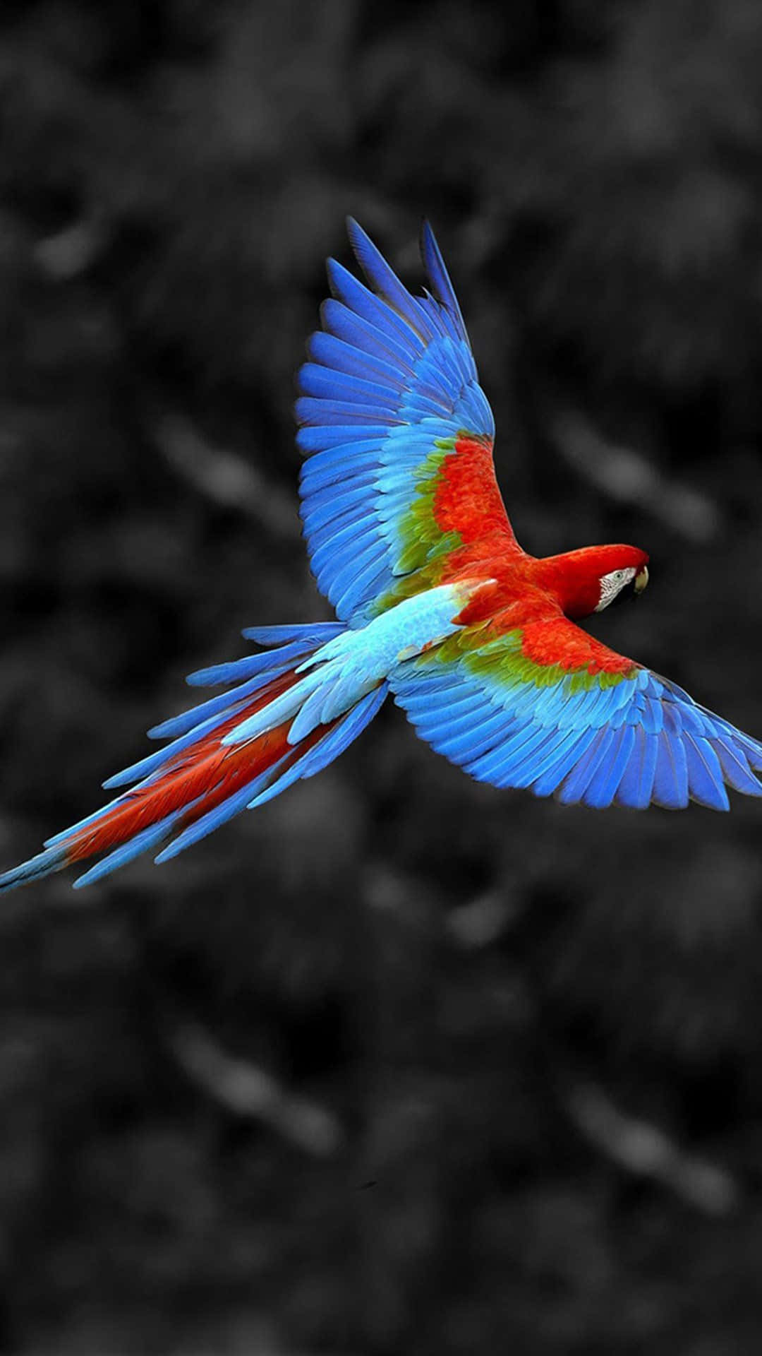 Bird iPhone, macaw, black and white blurred forest, Full HD Phone Wallpaper