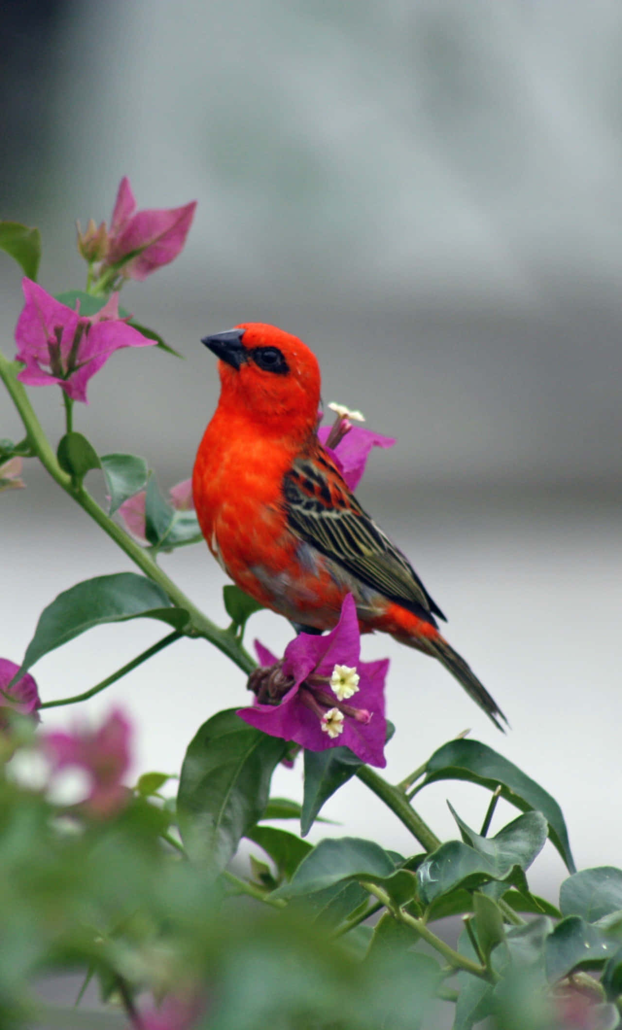 Red Bird, pink bougainvillea, lush green leaves, Full HD Phone Wallpaper