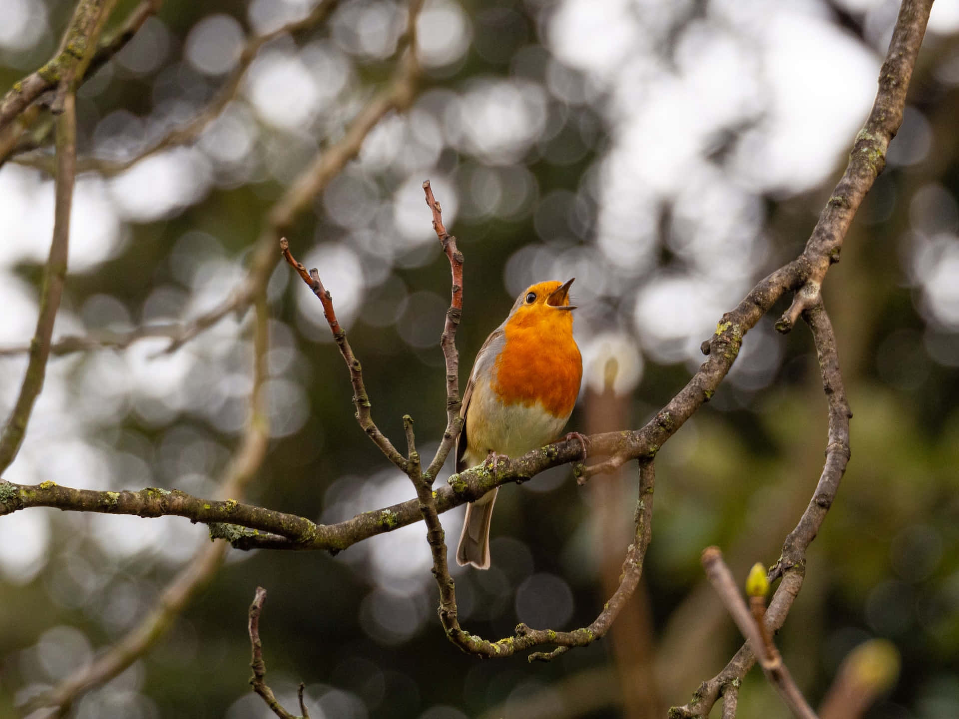 orange-breasted robin, bare branch, lush green foliage, Full HD Desktop Wallpaper