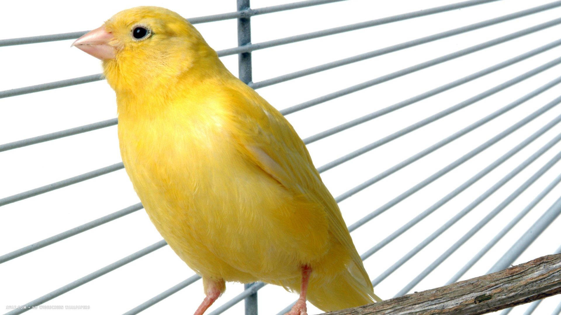 yellow canary, wooden branch, white wire cage, Full HD Desktop Wallpaper