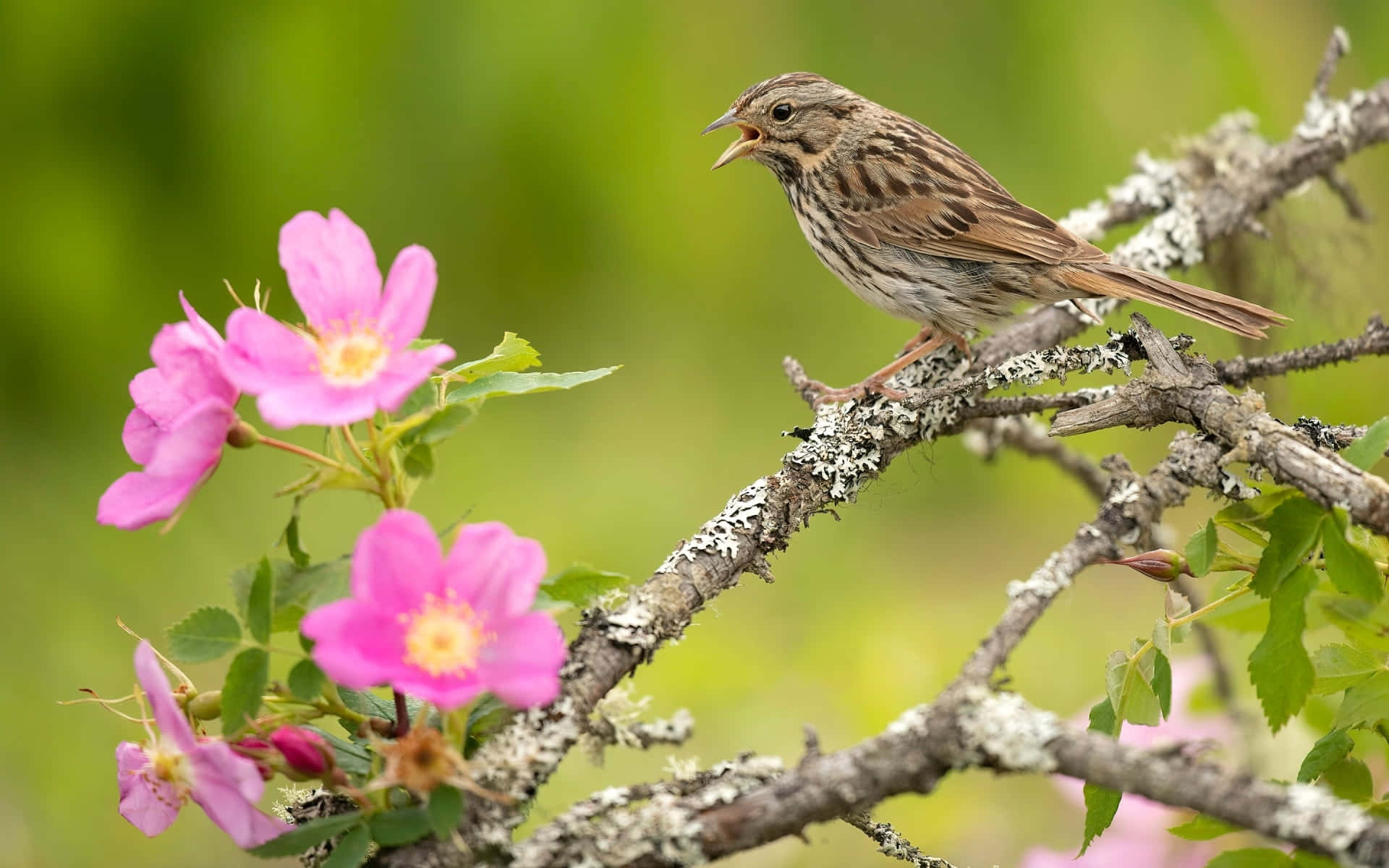 brown bird, lichen-covered branch, bright pink flowers, Full HD Desktop Wallpaper