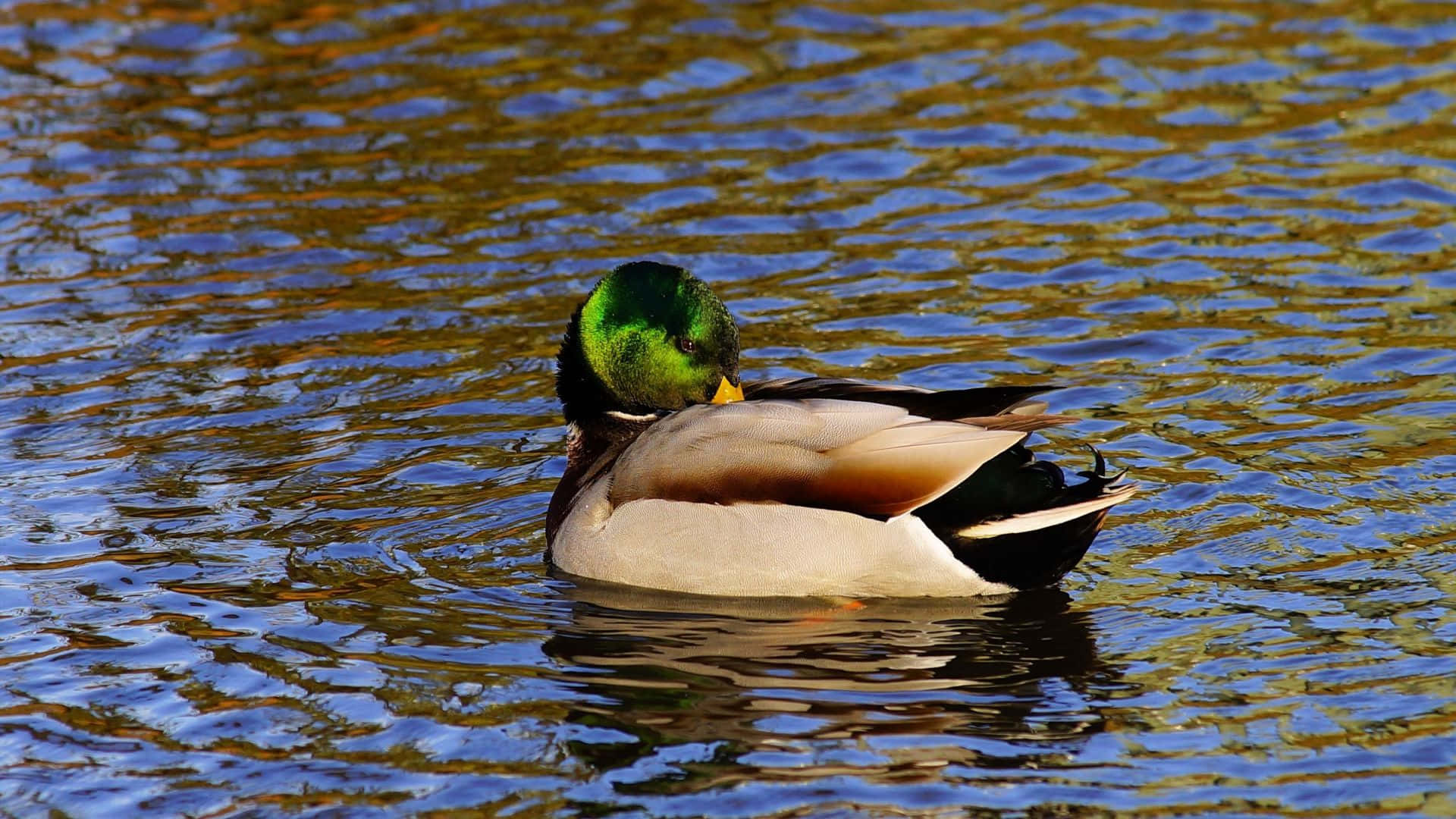 male mallard duck, iridescent green head, rippling golden and blue water, Full HD Desktop Wallpaper
