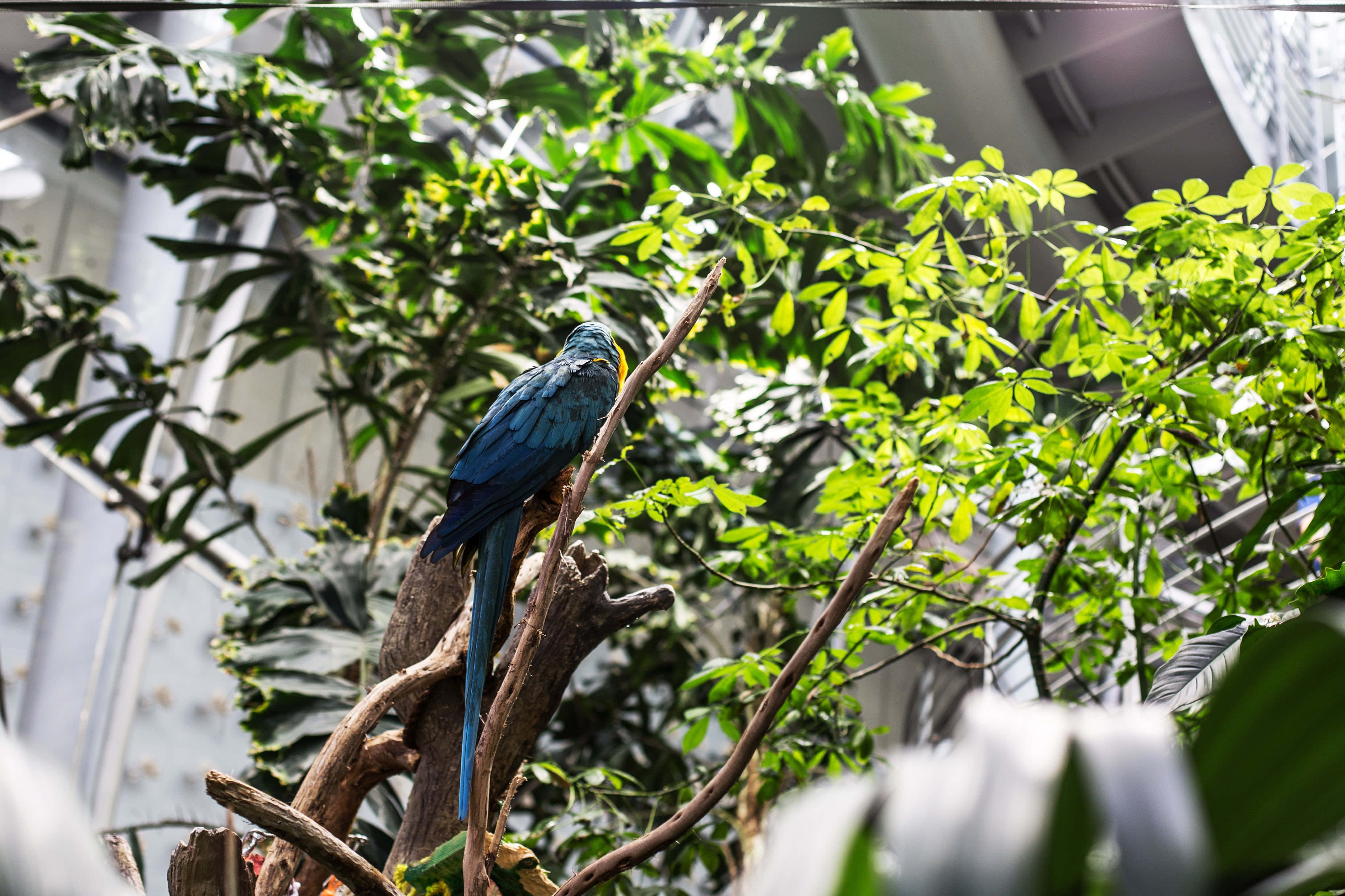 blue macaw, gnarled branch, lush green foliage, 4K Desktop Wallpaper