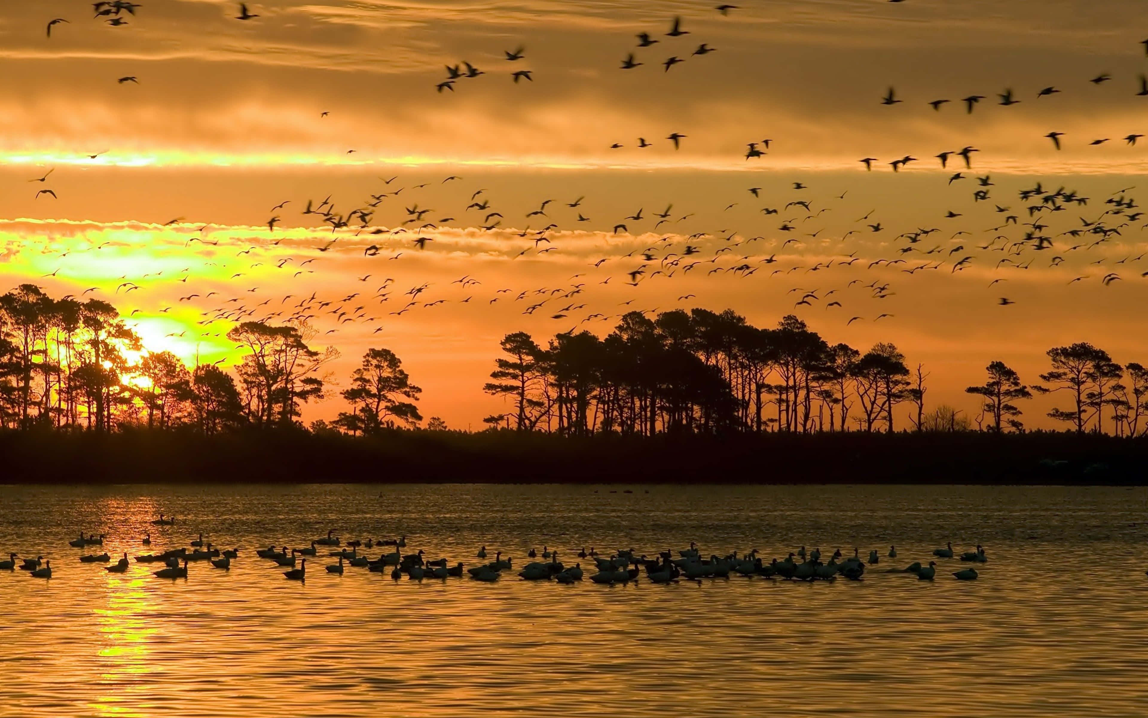 sunrise, birds, wetlands, 4K Desktop Wallpaper