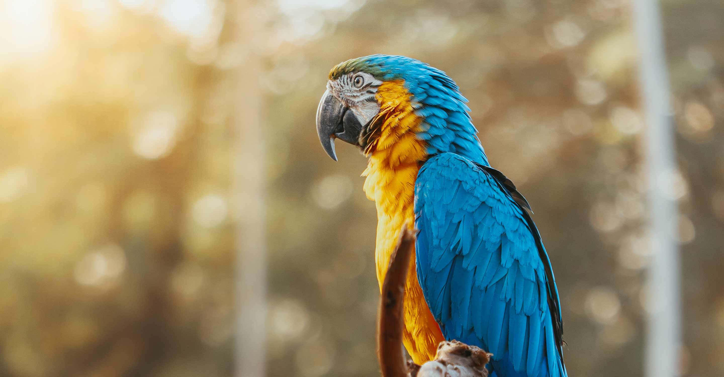 blue and yellow macaw, sunset, branch, 2K Desktop Wallpaper