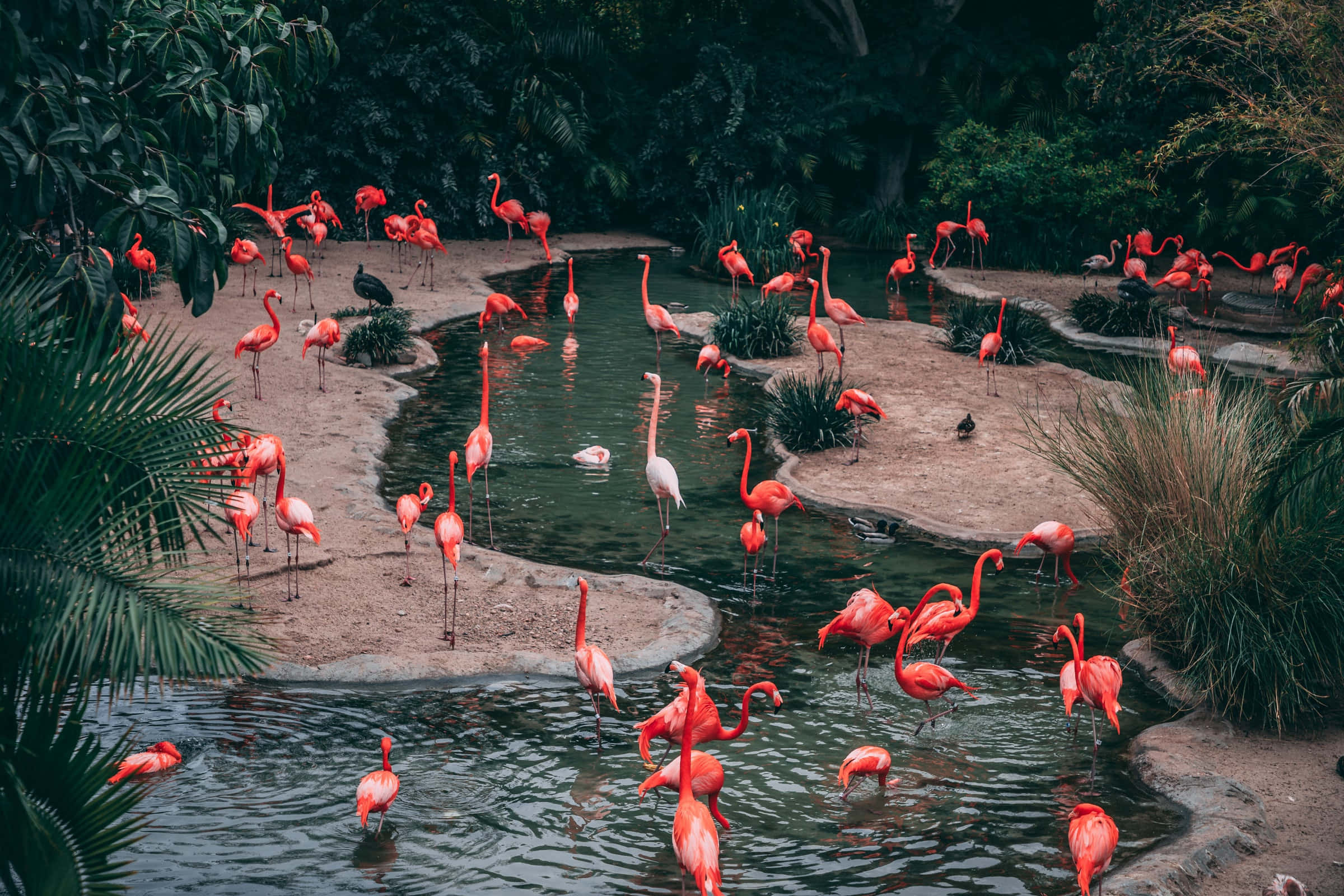 flamingo, sanctuary, vibrant pink, Full HD Desktop Wallpaper