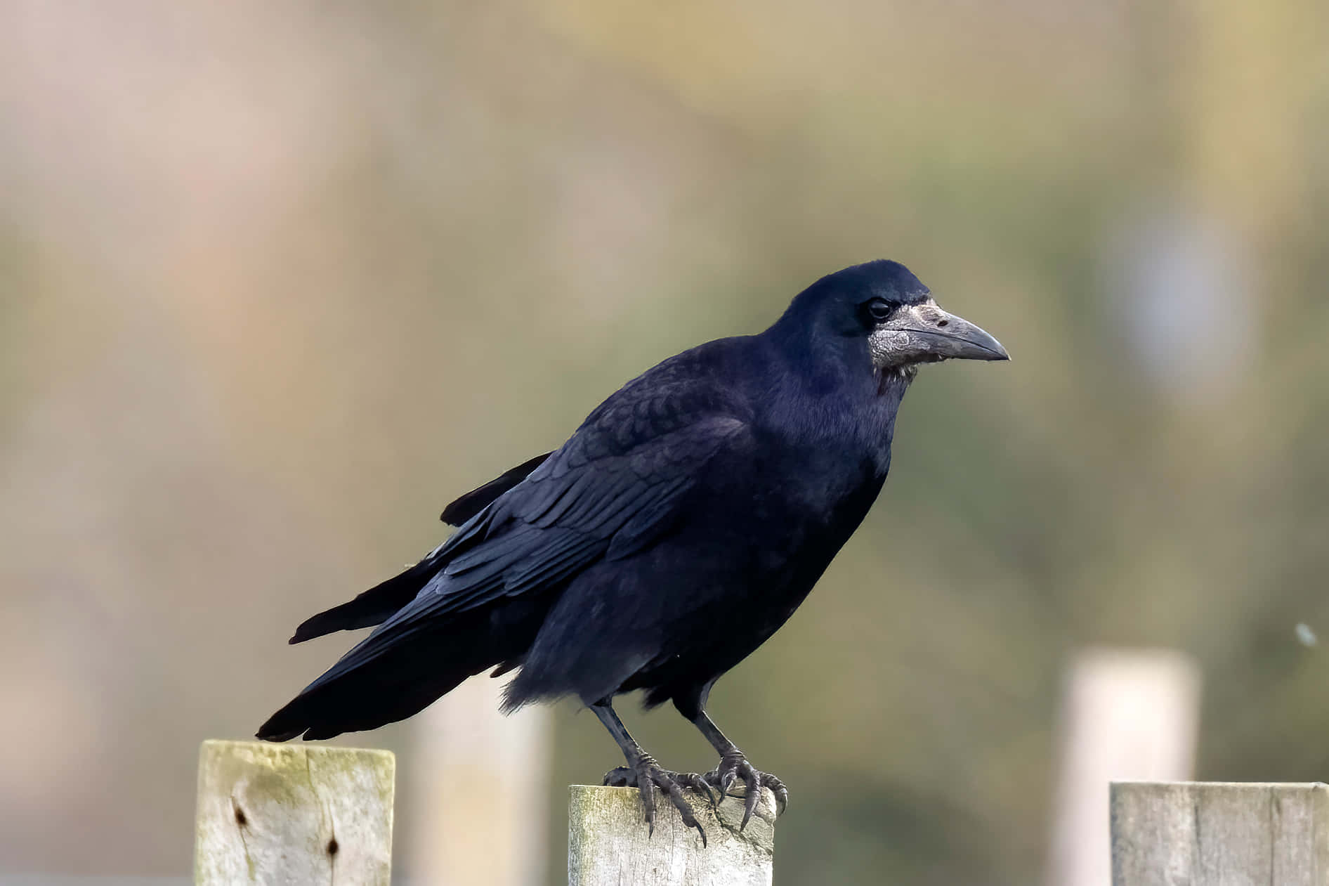 rook, fence, glossy black, HD Desktop Wallpaper