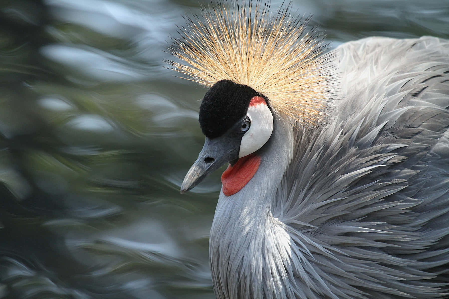 grey crowned crane, golden crest, red throat patch, HD Desktop Wallpaper