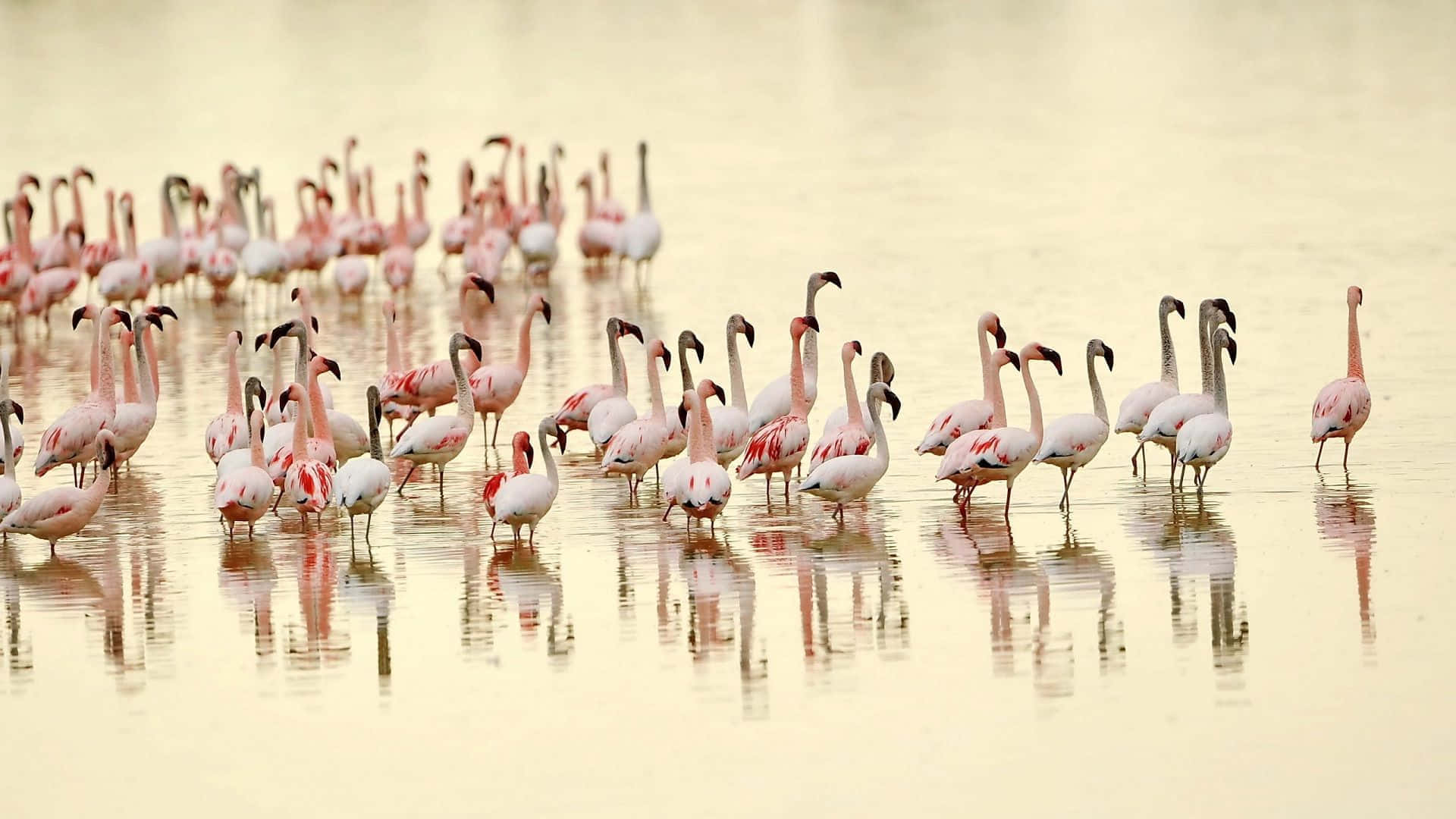 flamingo flock, dawn, golden water, Full HD Desktop Wallpaper