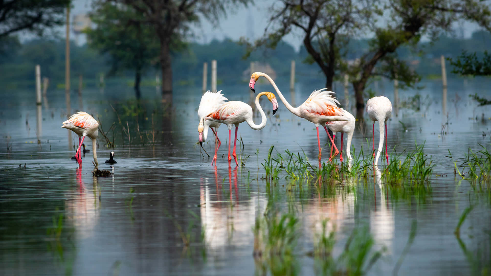flamingos, water sanctuary, calm water, Full HD Desktop Wallpaper