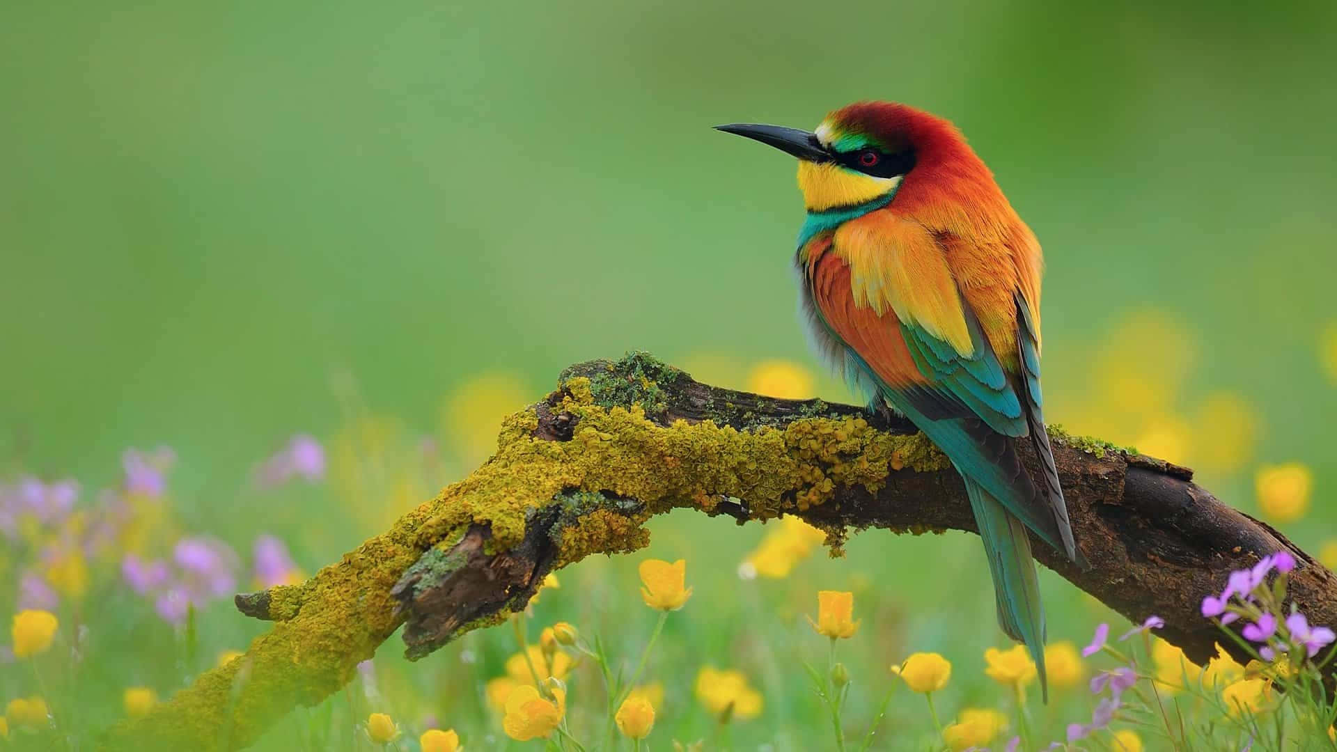 vibrant bee-eater, mossy branch, yellow wildflowers, Full HD Desktop Wallpaper