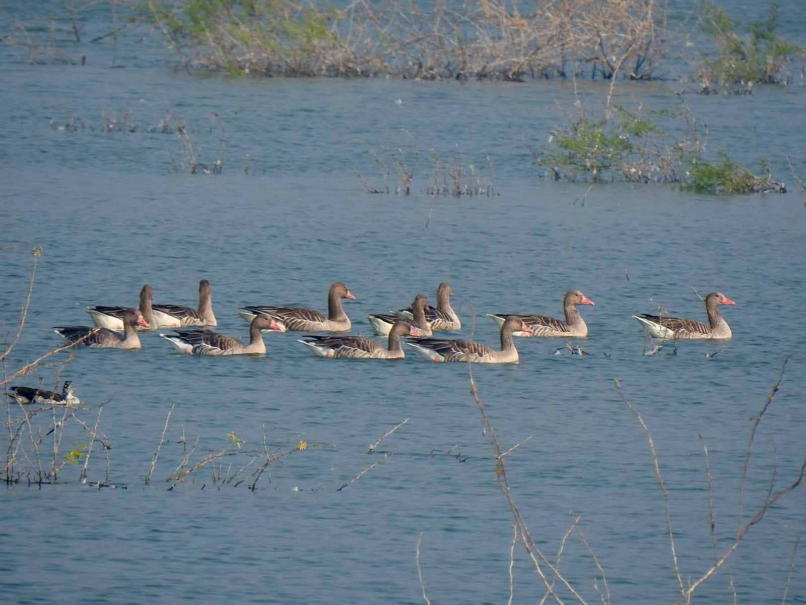 greylag geese, flock, pink beaks, HD Desktop Wallpaper