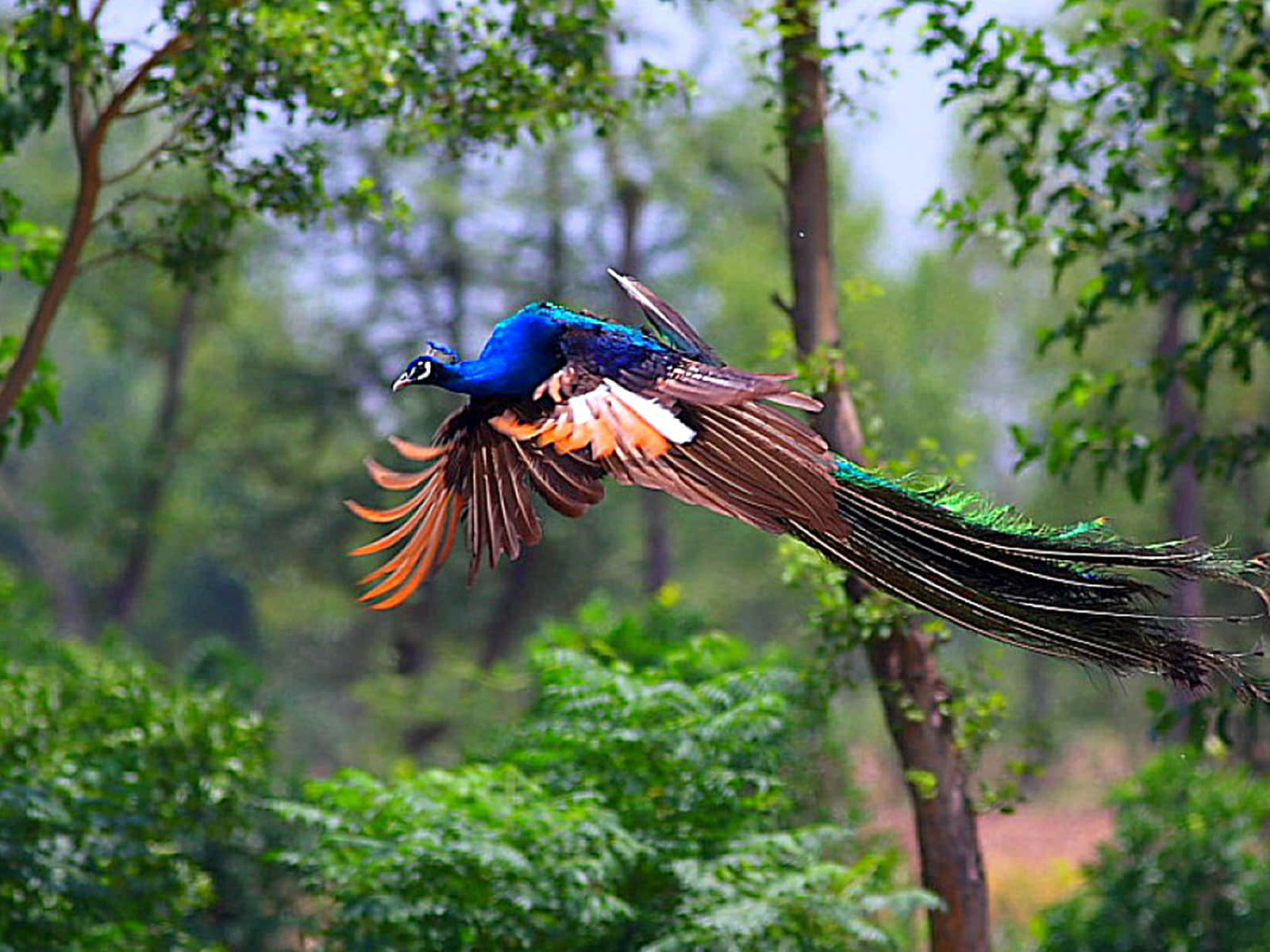 majestic peacock, lush green forest, wings spread, HD Desktop Wallpaper