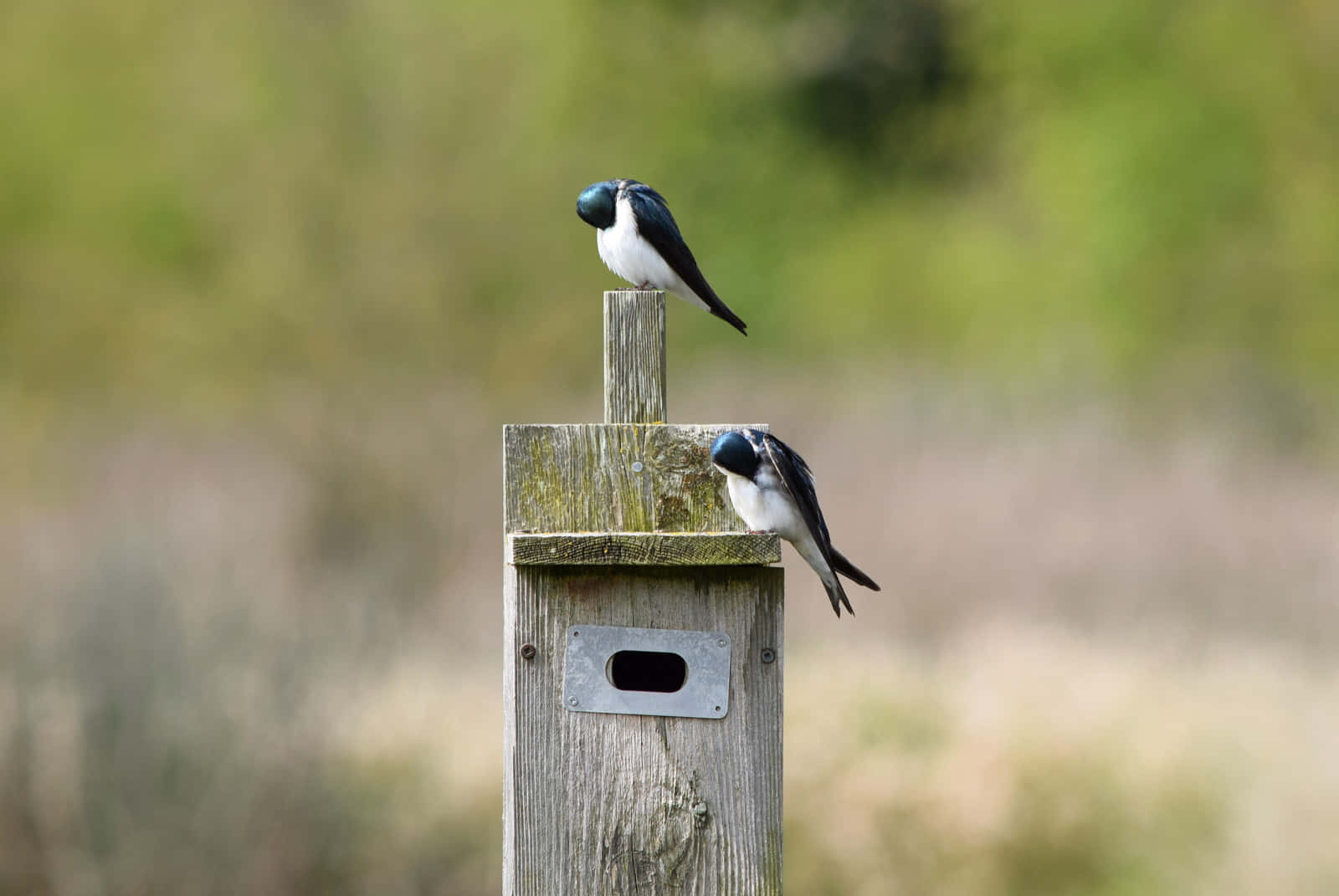 swallows, birdhouse, weathered wooden, HD Desktop Wallpaper