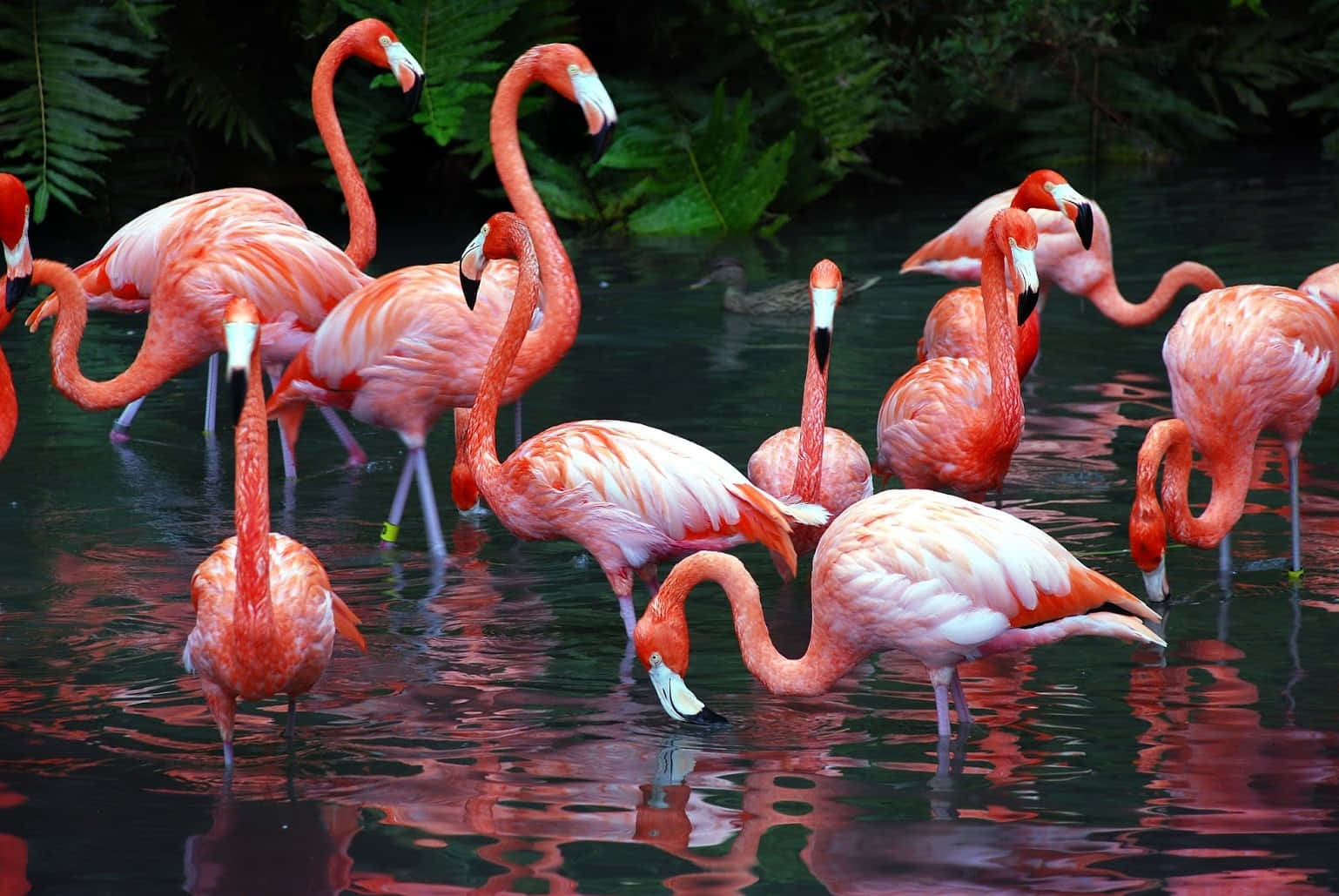 flamingo, sanctuary, pink flamingos, HD Desktop Wallpaper