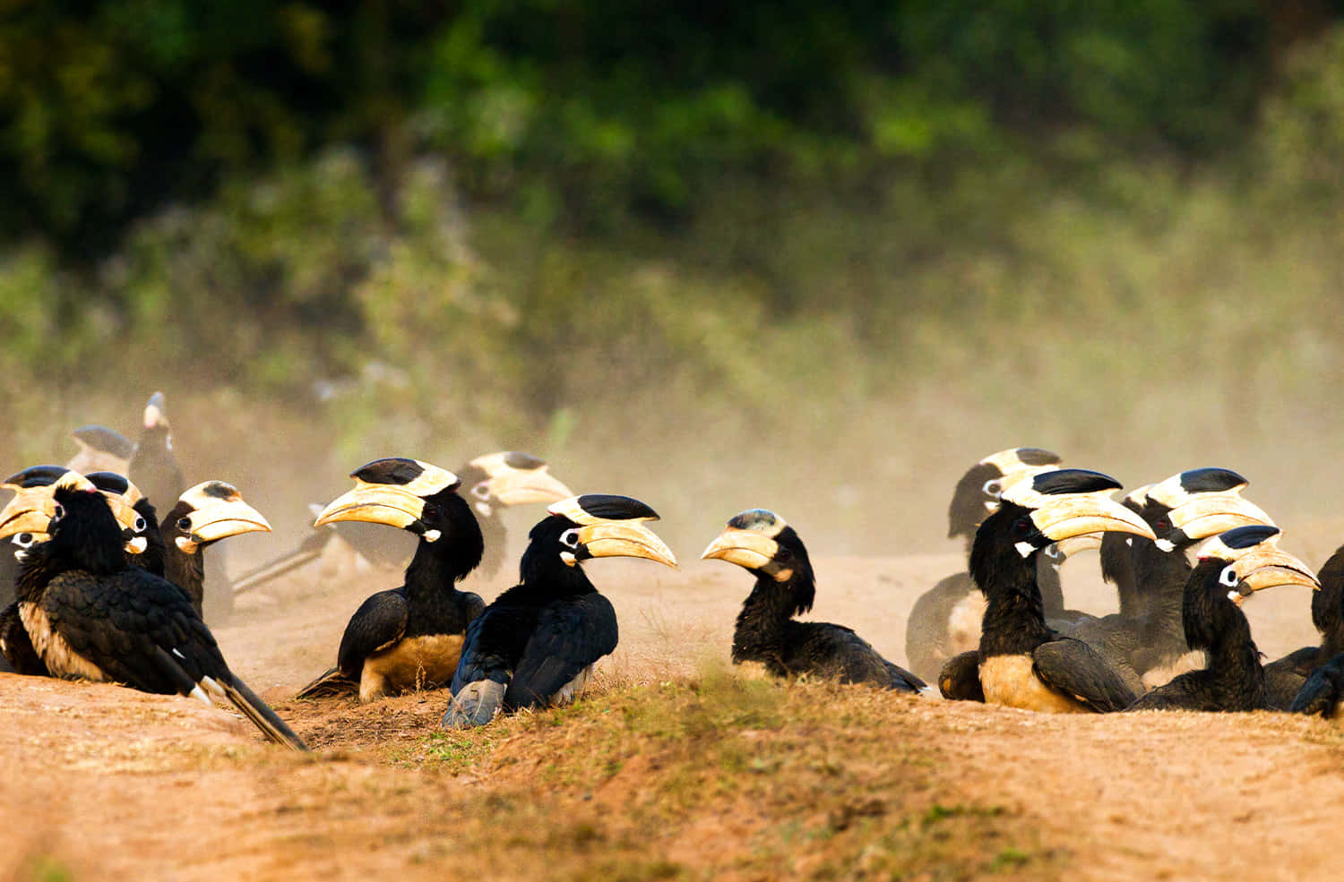 hornbills, black and cream plumage, dusty earth, HD Desktop Wallpaper