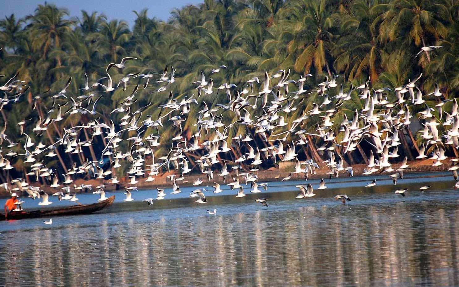 flock of seabirds, calm water, palm trees, HD Desktop Wallpaper