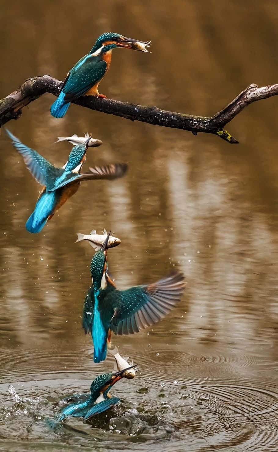 kingfisher, midair, branch, HD Phone Wallpaper