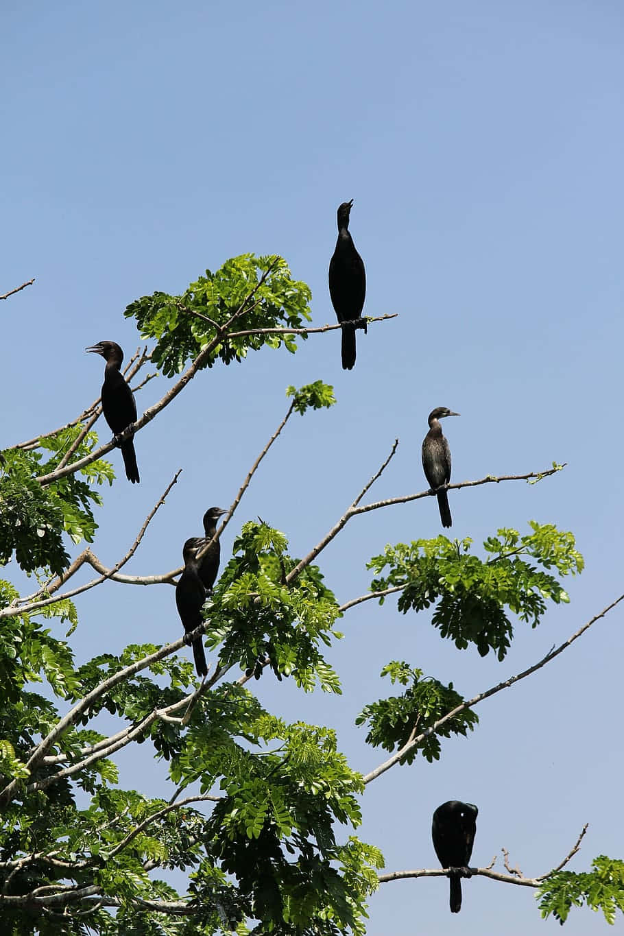 cormorants, tree branches, leafy tree branches, HD Phone Wallpaper