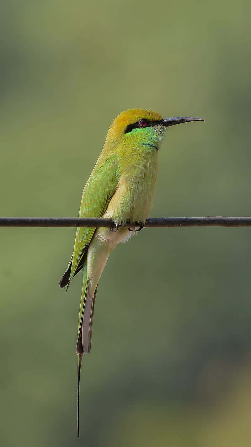green bee-eater, wire, soft blurred green background, HD Phone Wallpaper