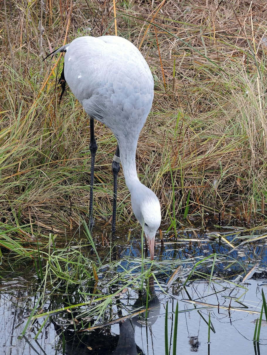 crane, gray crane, long neck, SD Phone Wallpaper