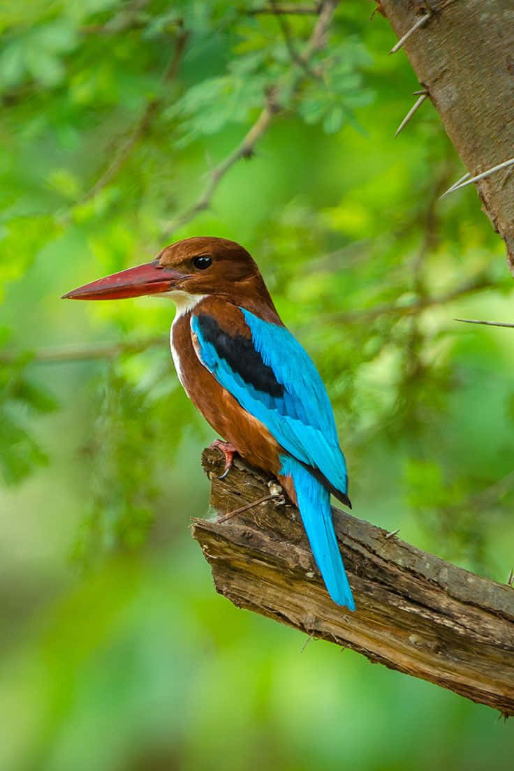 vibrant kingfisher, thorny branch, soft green foliage, SD Phone Wallpaper