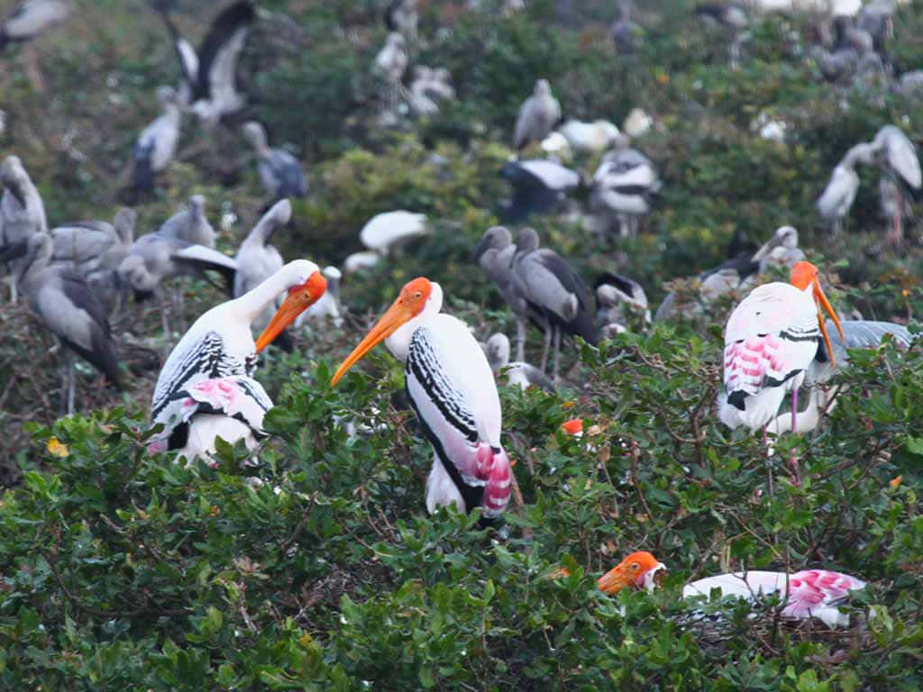 painted storks, pink and black wing patterns, dense green foliage, SD Desktop Wallpaper