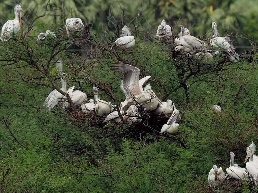pelicans, green sanctuary, dense green foliage, SD Desktop Wallpaper