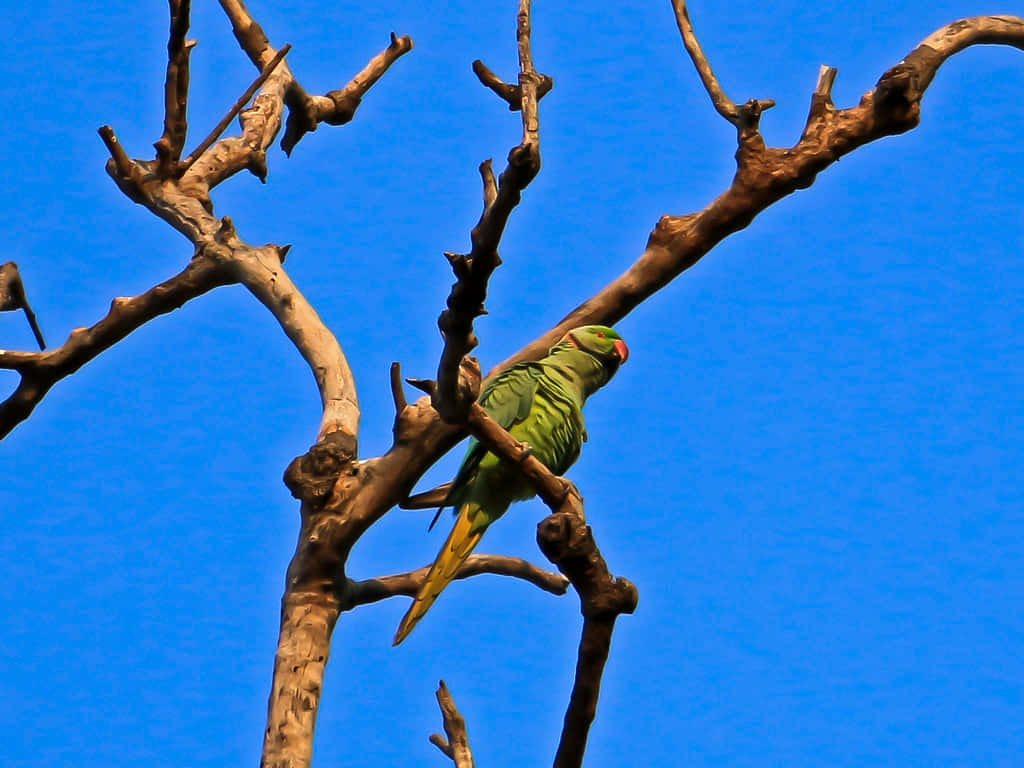parakeet, bare branch, vivid blue sky, SD Desktop Wallpaper