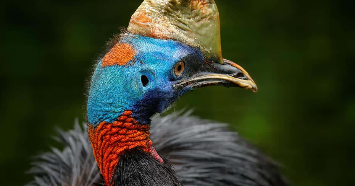 cassowary, vivid blue neck, orange wattles, SD Desktop Wallpaper