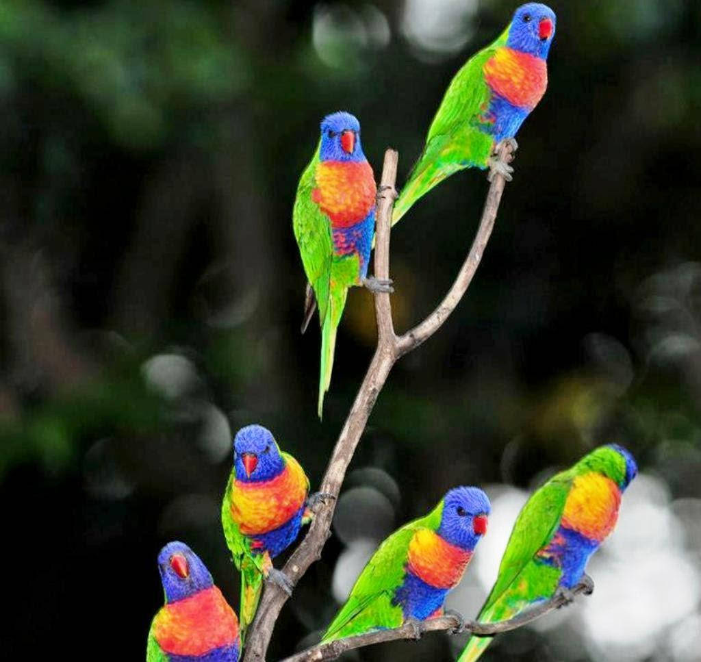 rainbow lorikeets, parrots, slender branch, SD Desktop Wallpaper
