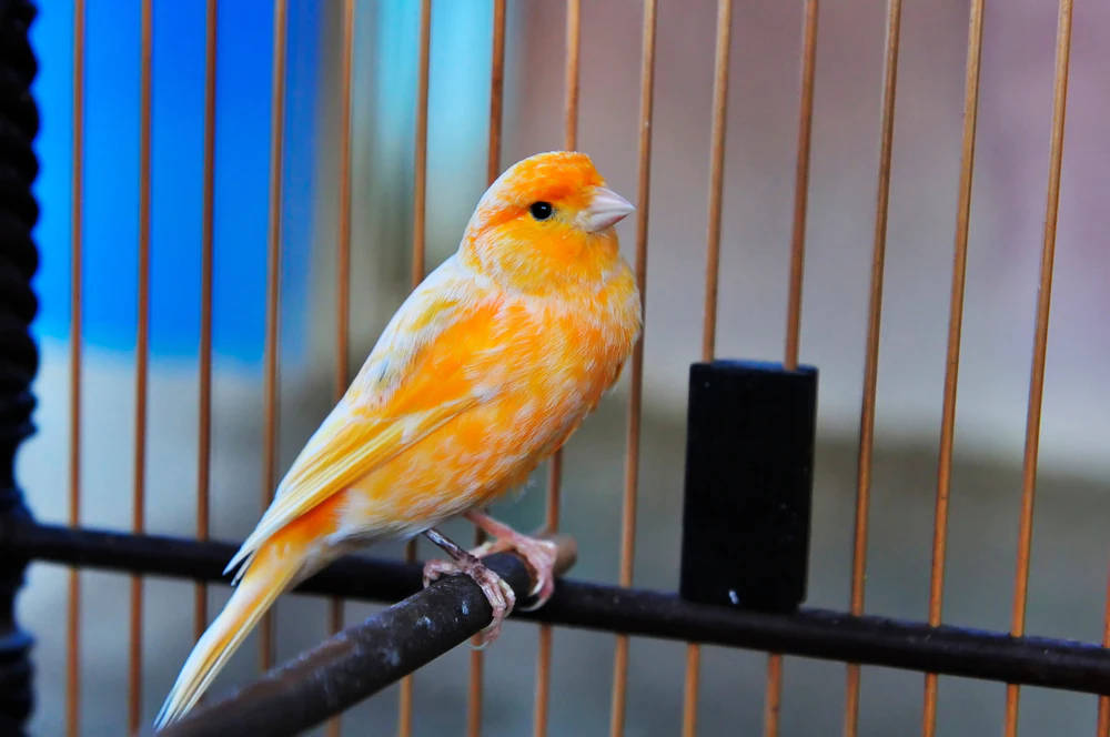 orange canary bird, metal bar, wire cage, SD Desktop Wallpaper