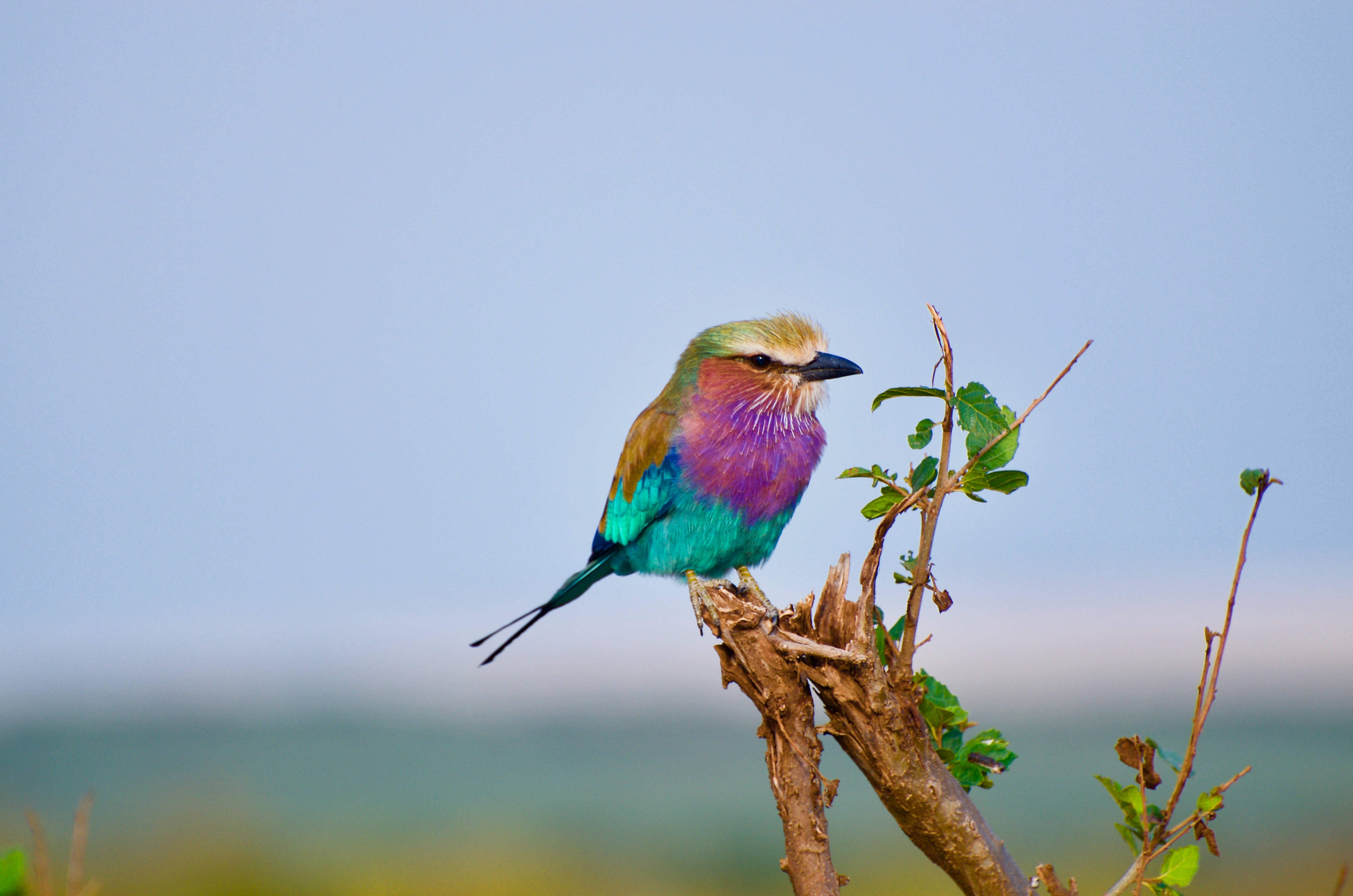 lilac-breasted roller, weathered branch, soft blue sky, 4K Desktop Wallpaper