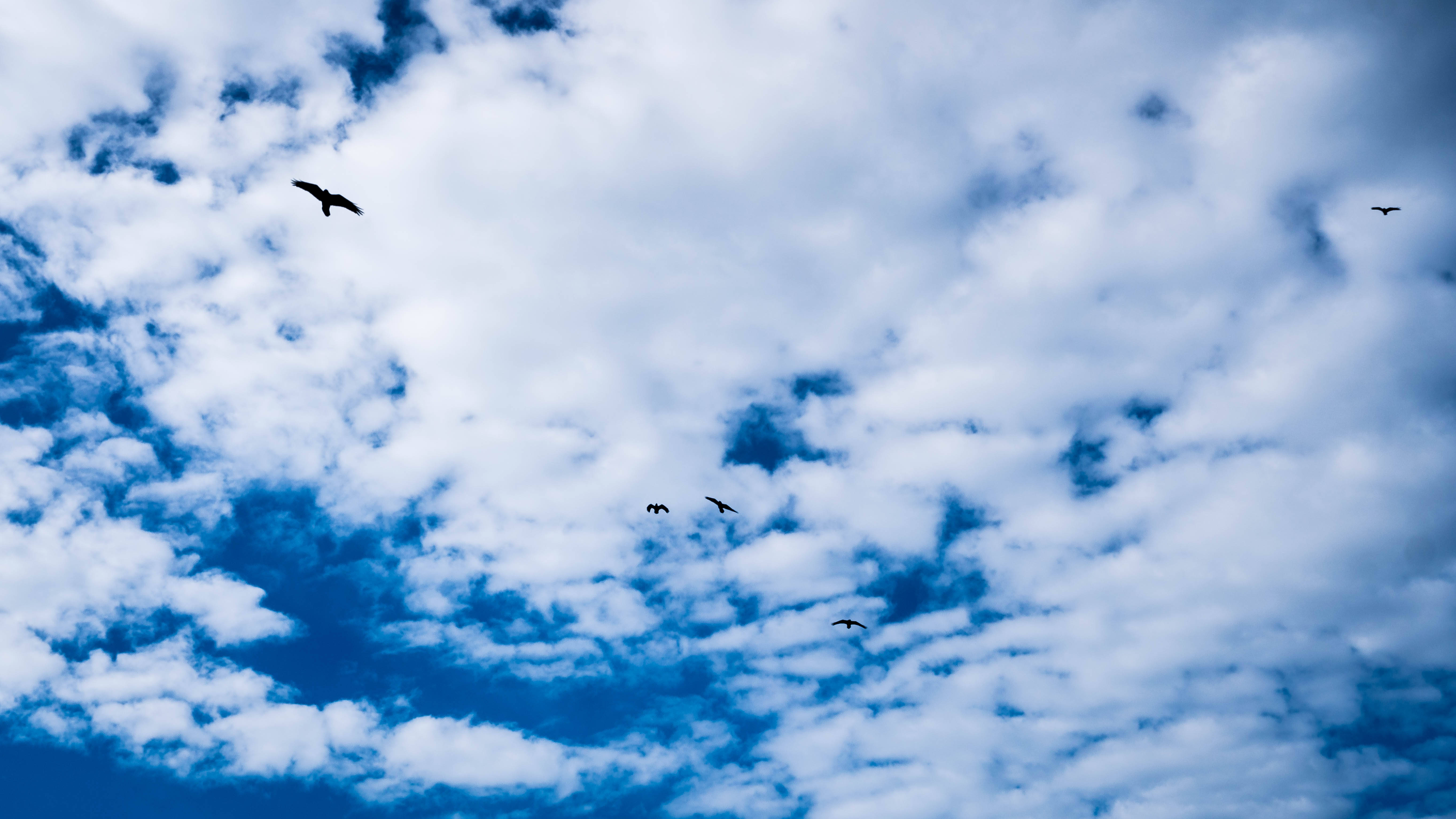 blue cloudy sky, silhouetted birds, vibrant blue sky, 5K Desktop Wallpaper