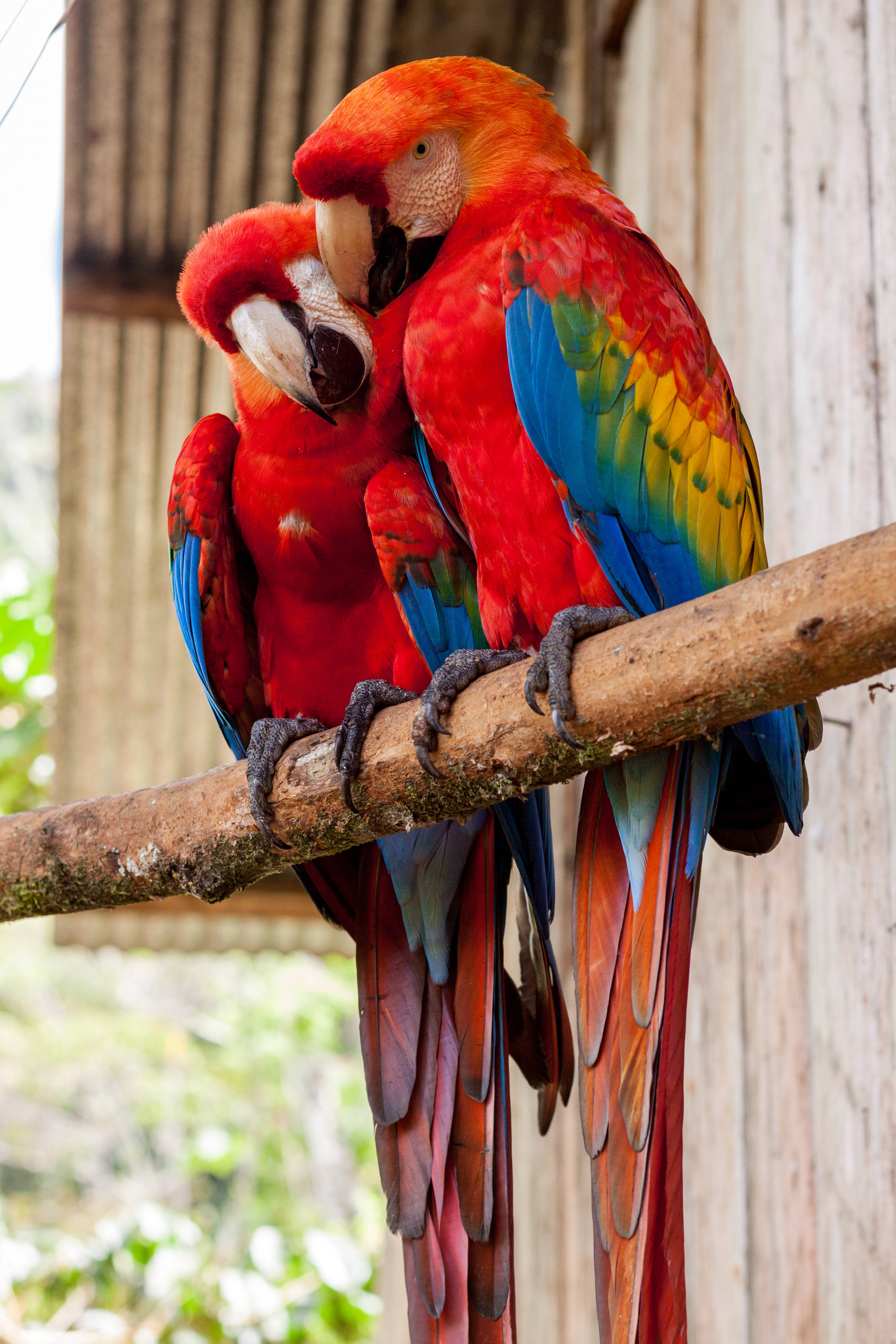 Red Parrot birds, scarlet macaws, vibrant scarlet, 4K Phone Wallpaper